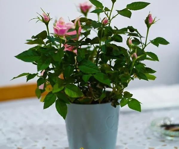 Daire Tri Bagrema Km *